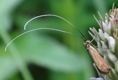 Nemophora metallica
